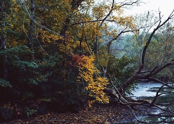 Fall Leaves Changing