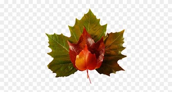 Fall Leaves Clip Art Small Red Yellow Leaf - Maple Leaf Green Png