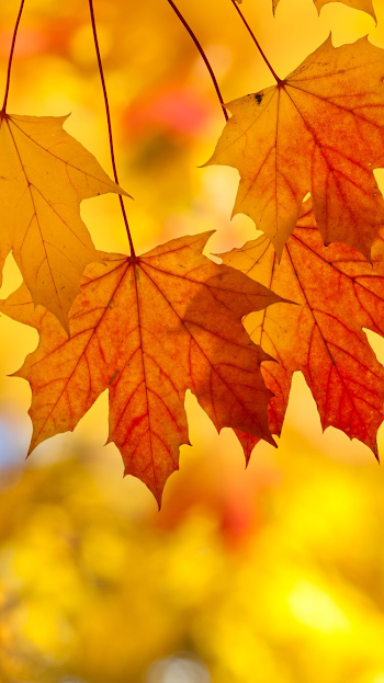 Fall Leaves Iphone Background | Wallpapers Gallery | Thanksgiving ...