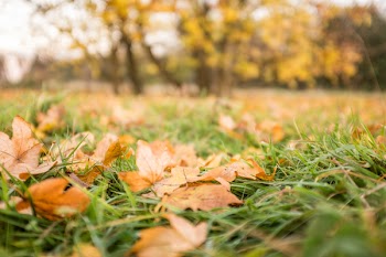          Fall Leaves on the Grass Free Photo     
