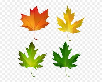 Fall Maple Leaves Set Png Decorative Clipart Image - Sugar Maple Leaf Color