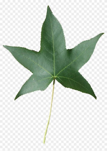 Fall Speech Therapy Activities - Maple Leaf