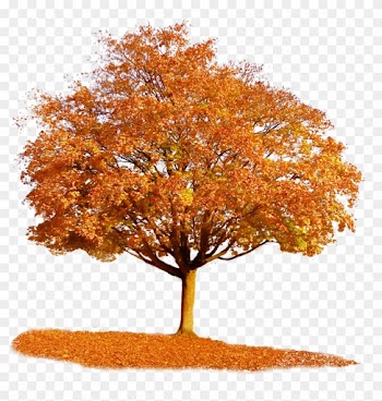 Fall Tree Clipart - Autumn Tree Transparent Background