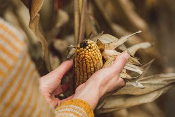Fall Vegetable Harvest