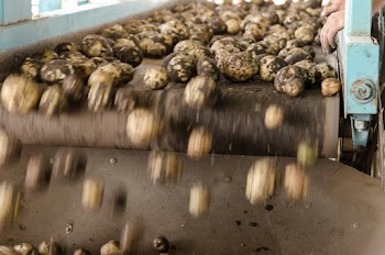 Fallen Eggs from Conveyor