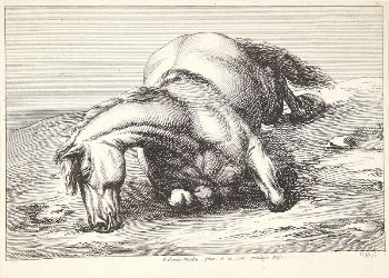 Fallen horse, front view | Free Photo - rawpixel