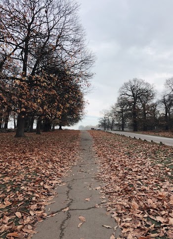 Fallen Leaves