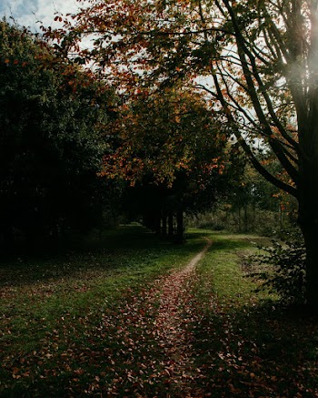 Fallen Leaves on Grass
