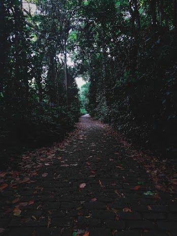 Fallen Leaves On Pathway