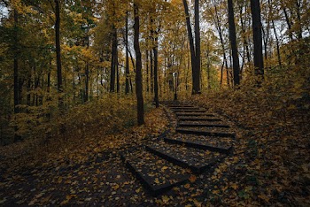 Fallen Leaves on Stairs on Forest