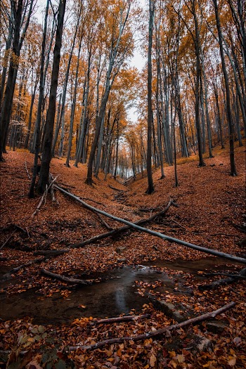 Fallen Trees on Forest