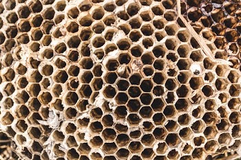 Fallen Wasp Nest Texture