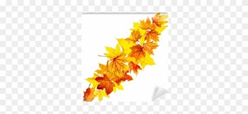 Falling Autumn Maple Leaves Isolated On White Background - Maple Leaf