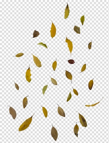 Falling dried leaves, Autumn leaf color, Falling Leaves transparent background PNG clipart