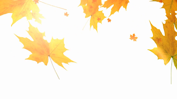 Falling leaves with lens flare on a white background Motion ...