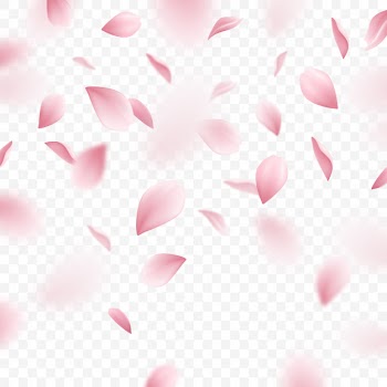 Falling pink sakura petals realistic illustration Free Vector