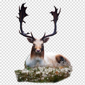 Fallow deer Dog Animal Deer hunting, deer transparent background PNG clipart