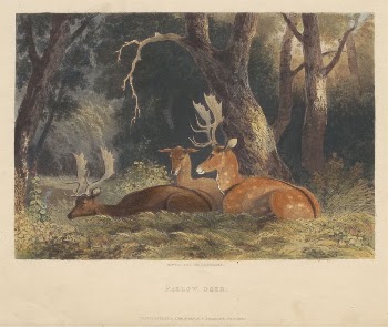 Fallow Deer | Free Photo - rawpixel
