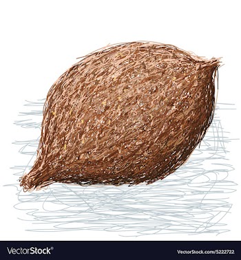False durian nut whole vector image