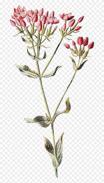 Familiar Wild Flowers Botany Wildflower Botanical Illustration - Flowers Vintage Illustration Png