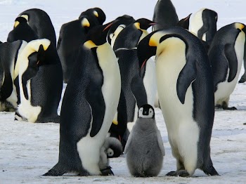          Family of Penguins Free Photo     