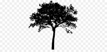 Family Reunion, Genealogy, Family, Tree, Woody Plant PNG