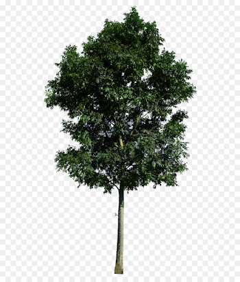 Family Tree Background png download - 600*1045 - Free Transparent ...