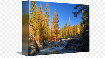 Family Tree Background png download - 650*488 - Free Transparent ...