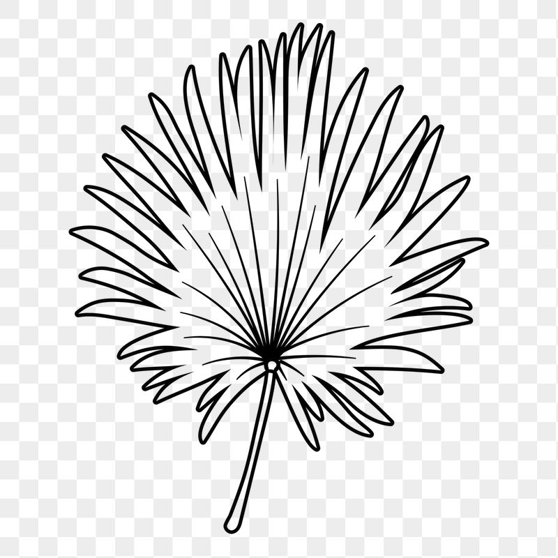 Fan palm leaf png doodle | Free PNG Illustration - rawpixel