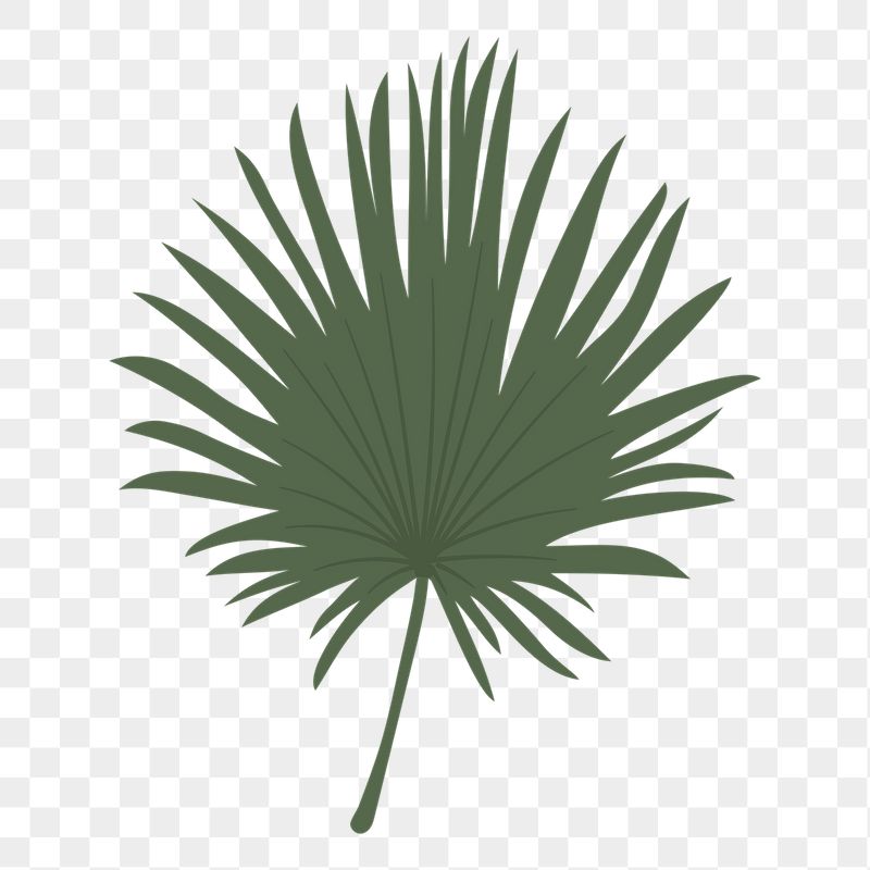 Fan palm leaf png sticker, | Free PNG Illustration - rawpixel