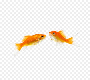 Fantail Fish Pet Stock photography - One pair of swimming fish 