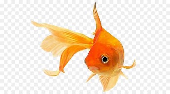 Fantail Ryukin Siamese fighting fish Aquarium Orange - orange 