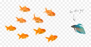 Fantail Stock photography Fish Pet - fishes 