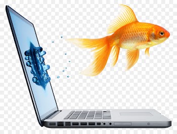 Fantail Stock photography Royalty-free Computer - Laptop and goldfish 