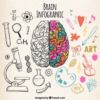 Fantastic human brain infographic with color details Free Vector