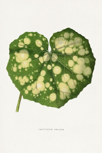 Farfugium Grande leaf illustration from Les | Free Photo Illustration - rawpixel