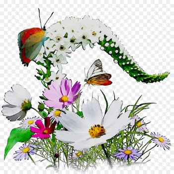 Farhangian University Ministry of Education Nowruzi, Khoshab Brush-footed butterflies -  