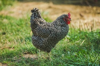 Farm Chicken