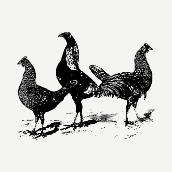 Farm chicken clipart illustration psd. | Free PSD - rawpixel