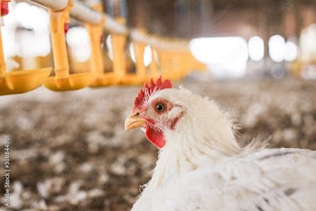 Farm for growing broiler chickens to the age of one and a half months