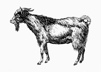 Farm goat animal drawing | Free stock vector - 572971