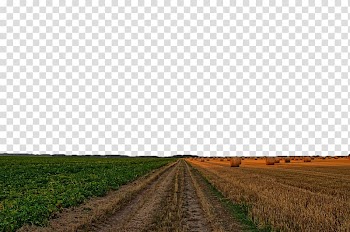 Farm Road Crop Sky, Wheat field transparent background PNG clipart