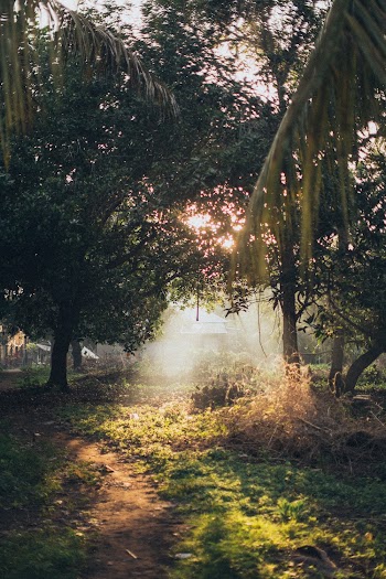 Farm Road Surrounded by Trees