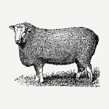 Farm sheep drawing clipart, animal | Free PSD - rawpixel