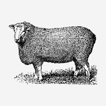 Farm sheep hand drawn illustration. | Free Photo - rawpixel