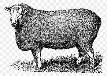 Farm sheep png sticker, animal | Free PNG - rawpixel