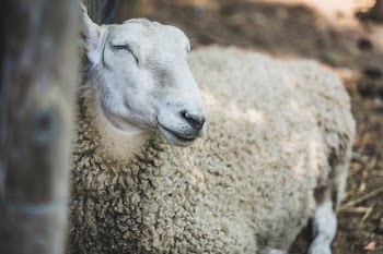 Farm Sheep Resting