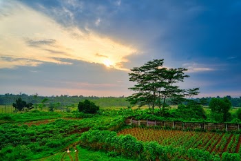Farm Under Sun Rays