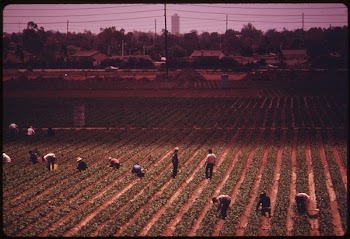 Farm workers in one of the few | Free Photo - rawpixel