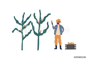 Farmer collecting corn flat vector illustration